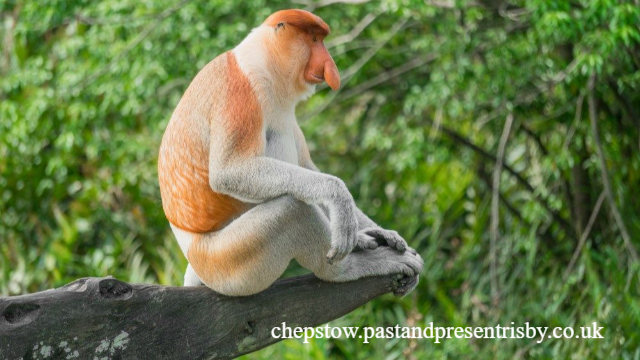 Tempat Wisata Menarik di Kalimantan Barat, Kunjungi Bersama Keluarga