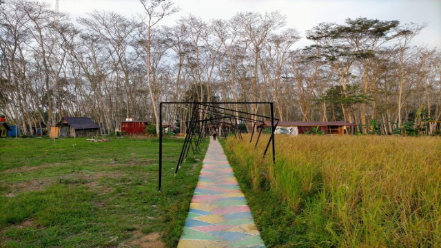 Menjelajahi Hutan Albasia: Oase Hijau di Tengah Kubu Raya